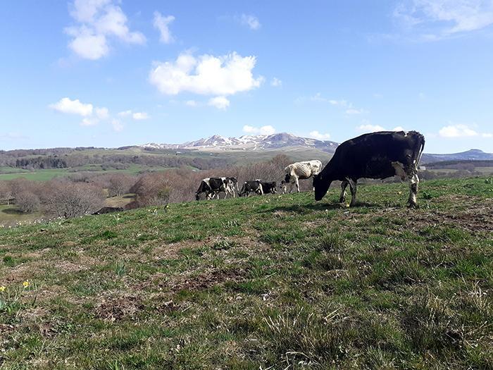 Éleveur de vache Montbéliarde Picherande