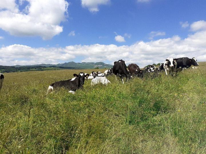 Vente fromages Picherande