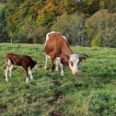 Vente Saint-Nectaire Picherande