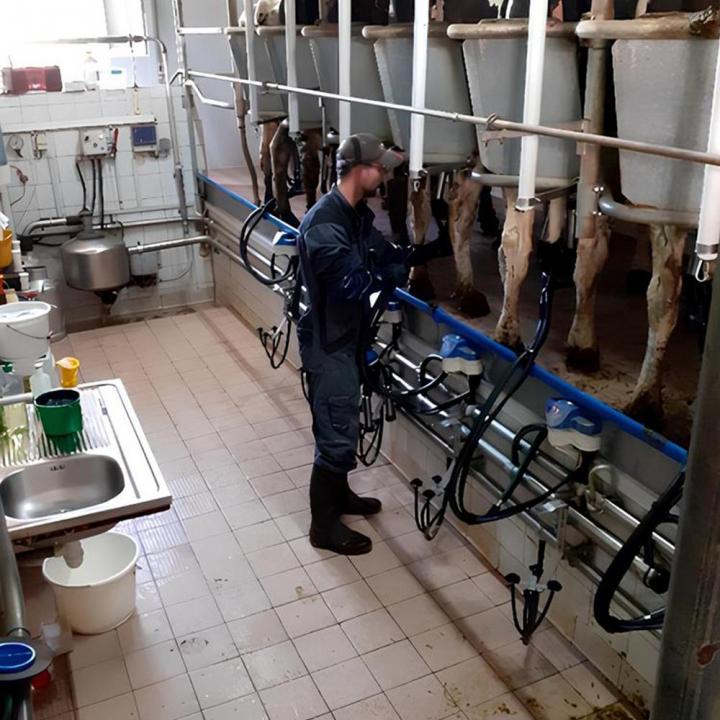 Producteur fromage Saint-Nectaire Picherande