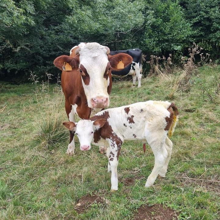 Production Saint-Nectaire Picherande